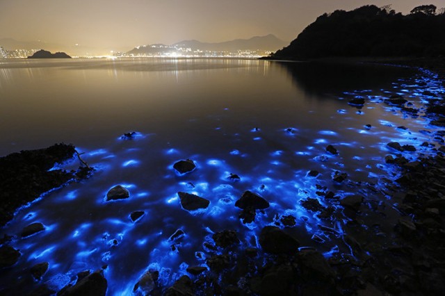 Светящиеся кальмары в заливе Тояма (Спония)