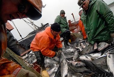 Минтай и иваси - главный фактор роста рыбной отрасли на Дальнем Востоке