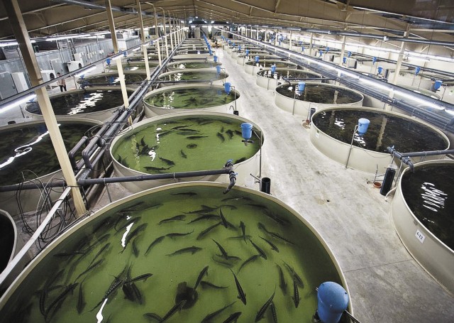 Нормативы содержания вредных веществ в рыбохозяйственных водоемах будут пересмотрены