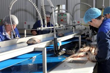 Тюменский рыбный технопарк наращивает производство