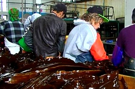 Партнеров из КНР приглашают в Сахалин для создания рыбного кластера