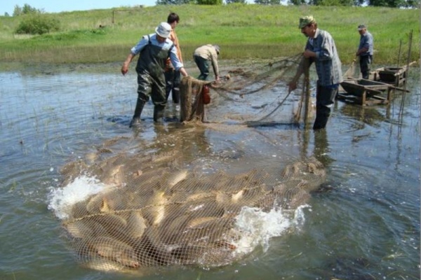 Производство рыбы в Воронежской области