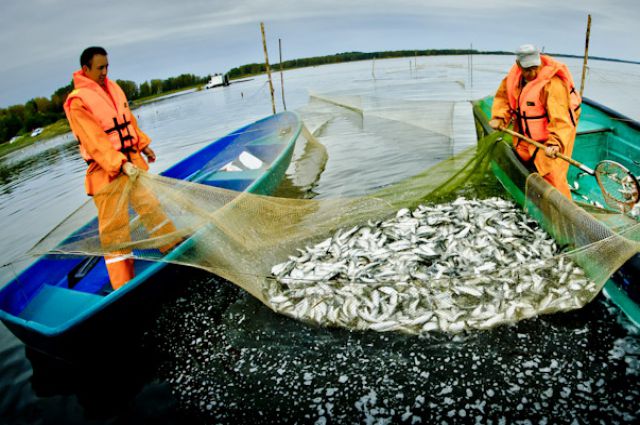В Челябинской области будут развивать рыбоводство