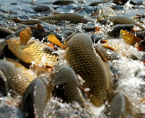 В Челябинской области займутся воспроизводством сиговых пород рыб