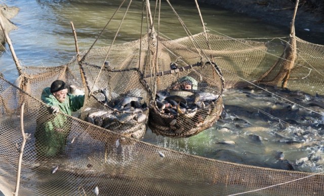 Производство рыбы в Саратовской области