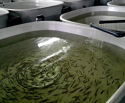 Производство рыбы осетровых пород заработало в Алексине