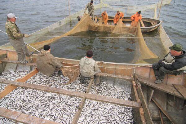 В НАО добыто более 13 тысяч тонн рыбы