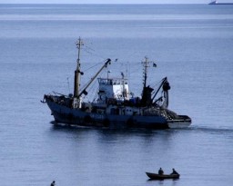 Субсидии для предпринимателей Севастополя, занятых в рыбном хозяйстве и аквакультуре