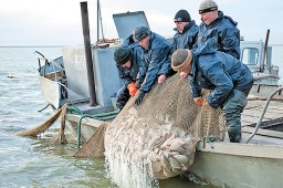 ПК "Карачинское сельпо" добыла больше всего товарной рыбы в Новосибирском районе