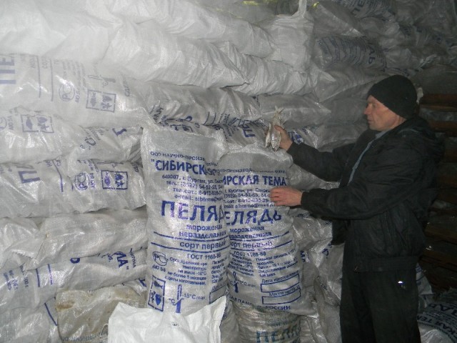 ООО НПФ "Сибирская тема" добыла более тысячи тонн рыбы в Курганской области