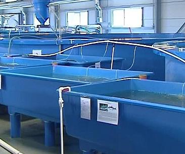 Югорский рыбный завод ждет приватизация