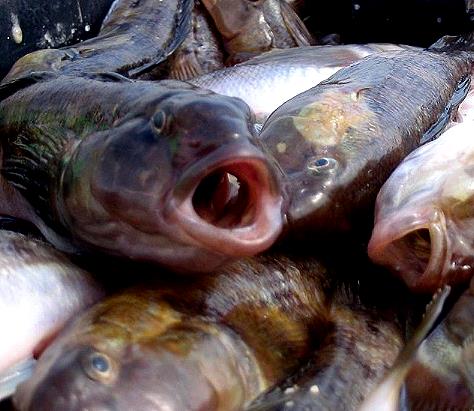Рыбная ярмарка в Керчи