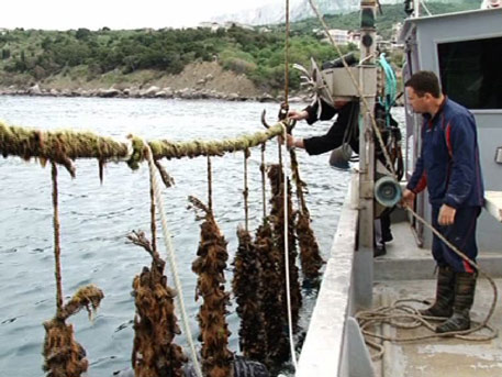Новые участки для разведения моллюсков и рыбы в Крыму