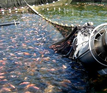 Разведение рыбы в Югре