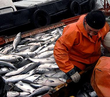 Компания ООО «ДВ Рыбак» увеличила объемы добычи горбуши
