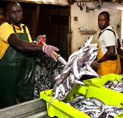 Российская группа компаний Flash откроет рыбный завод в Сенегале