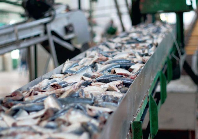ГК "Лазурный океан" построит в Крыму завод по глубокой переработке рыбы