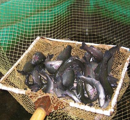 В Сосногорске модернизируют рыбопитомник