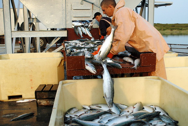ООО "Черноморская рыбодобывающая компания" построит пункт приема рыбной продукции