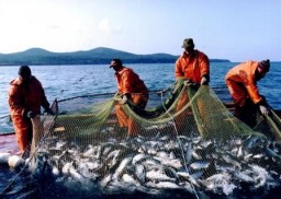 МагаданНИРО и Магаданская ассоциация рыбопромышленников подписали соглашение о сотрудничестве