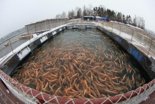 Развитие рыбоводства в Иркутской области