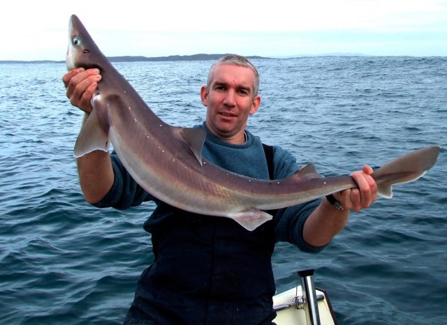 Рыбаки Крыма выловили 29 тонн акул