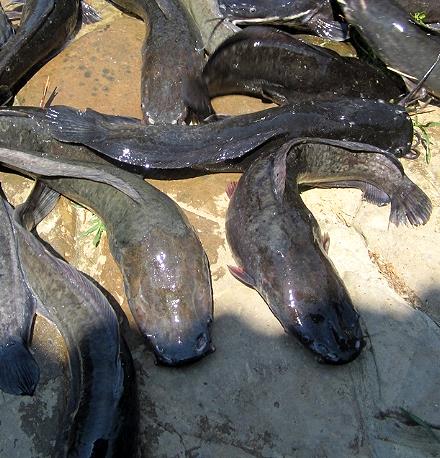 НПО «Брянский рыбозавод» увеличит производство экзотической рыбы