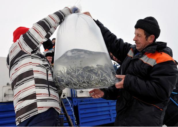 Предприятия ФГБУ "Главрыбвод" начали выпуск молоди лосося в бассейны реки Умба
