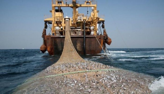 Траловый лов рыбы в прибрежной зоне Крыма