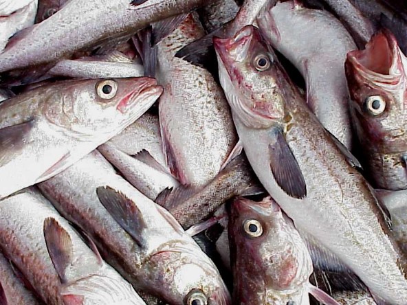 Объемы поставок дальневосточной рыбы растут