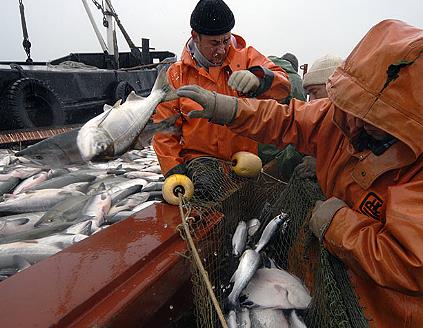 Предприятия рыбной отрасли Камчатского края