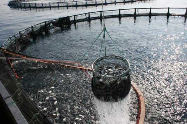 Научное обеспечение развития товарной аквакультуры до 2030 года
