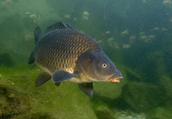 В Саратовской области планируют производить рыбные корма