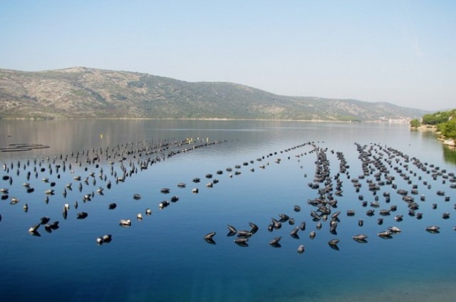 В Крыму произведено более 7 тонн мидий
