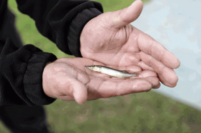 Специалистами ФГБНУ «ВНИРО» выпущена молодь щуки в Щекинское водохранилище