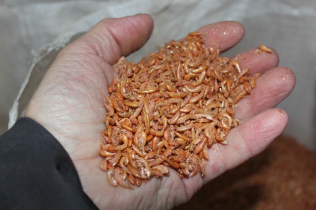 ООО "Русские биоресурсы" будет выращивать корм для крабов и креветок