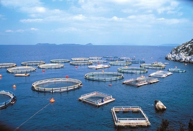 О состоянии и перспективах развития товарной аквакультуры до 2030 года