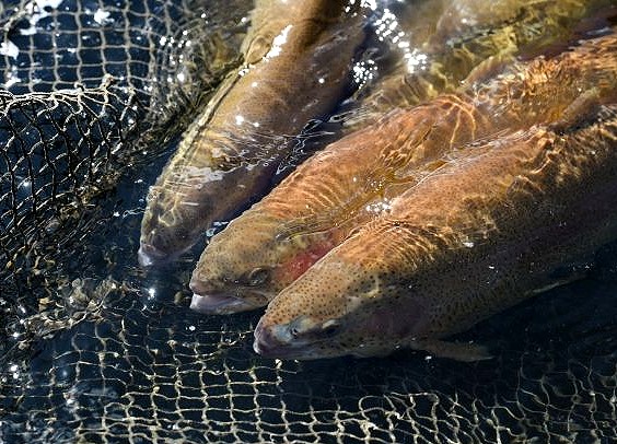 Количество рыбоводных хозяйств в Ленобласти увеличилось