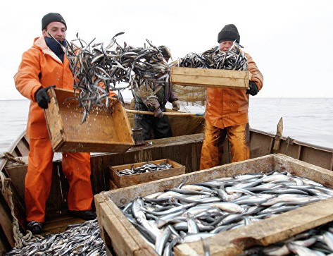 Сколько рыбы вылавливают в год российские рыбаки?
