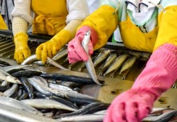 Александровский рыбзавод скоро приступит к работе