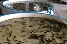 ООО "НПО Собский рыбоводный завод" планирует увеличить производство молоди сиговых
