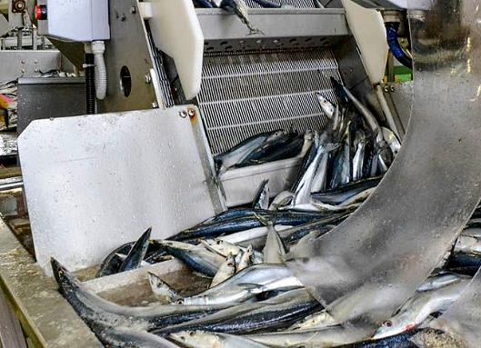 «Рыботорговая сеть» строит завод по переработке рыбы