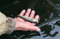 Солзенский рыбзавод выпустит молодь семги в реки Солза и Онега