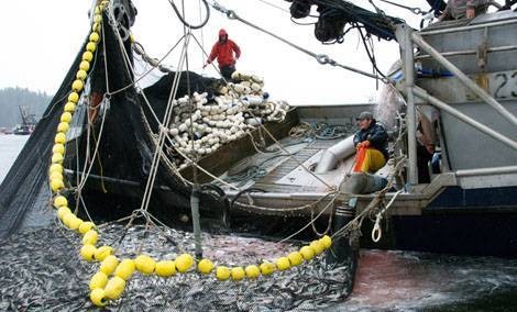 Вылов мойвы в Баренцевом море возобновлен