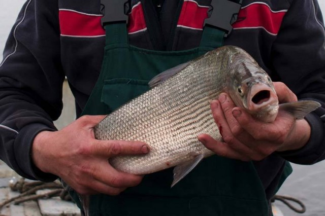 На Собском рыбоводном заводе будут выращивать дикого муксуна