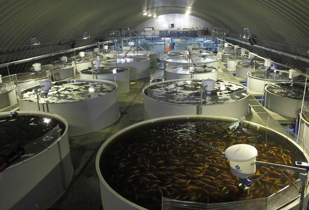 Предприятия, ведущие строительство рыбоводных ферм, получат субсидии