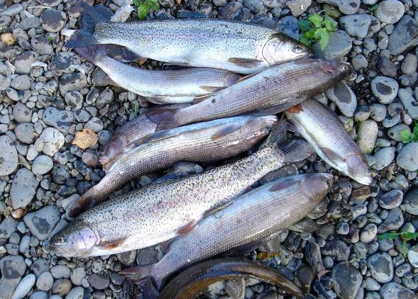 Суточные нормы лова рыбы и биоресурсов