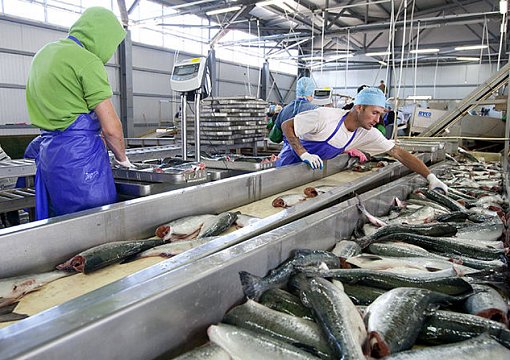 Гранты на переработку рыбы для Астраханской области