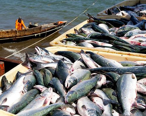Субсидии для нижегородских рыбхозов