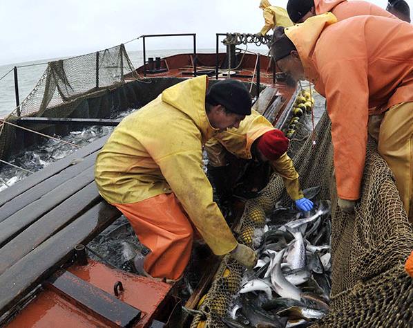 Рыбный кластер Камчатки начал работать официально